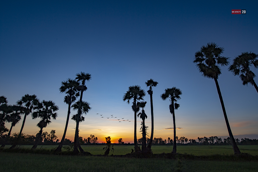 Palm trees in An-Giang